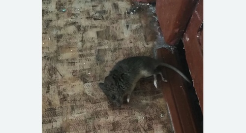 Дезинфекция от мышей в Инте